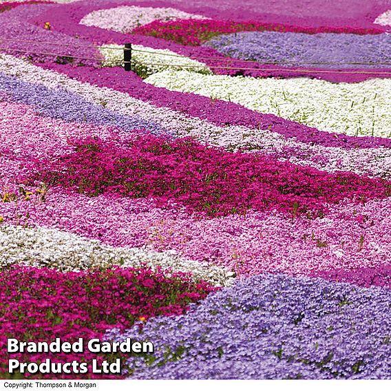 Nurserymans Choice Alpine Phlox