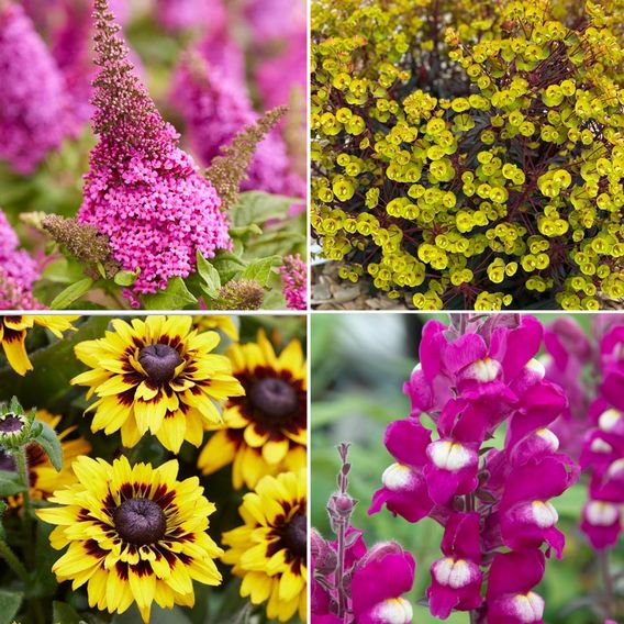 Pollinator Paradise Bundle