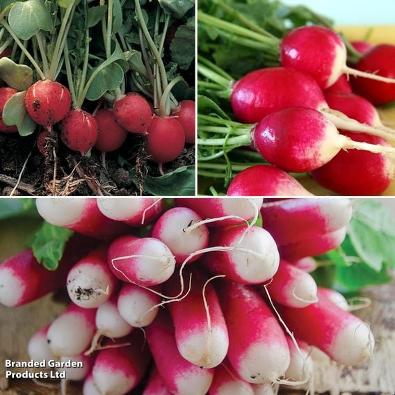 Radish 'Mixed' - Organic Seeds