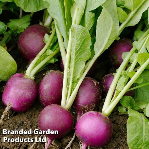 Radish 'Amethyst' - Seeds