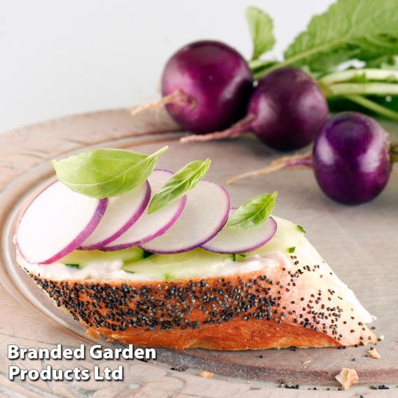 Radish 'Amethyst' - Seeds
