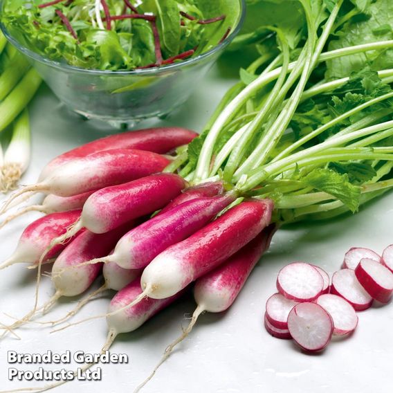 Radish 'French Breakfast' - Organic Seeds