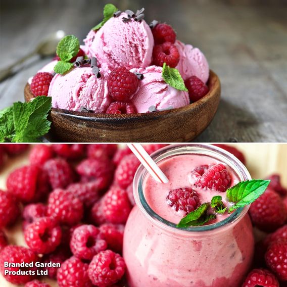 Raspberry Two Season Duo
