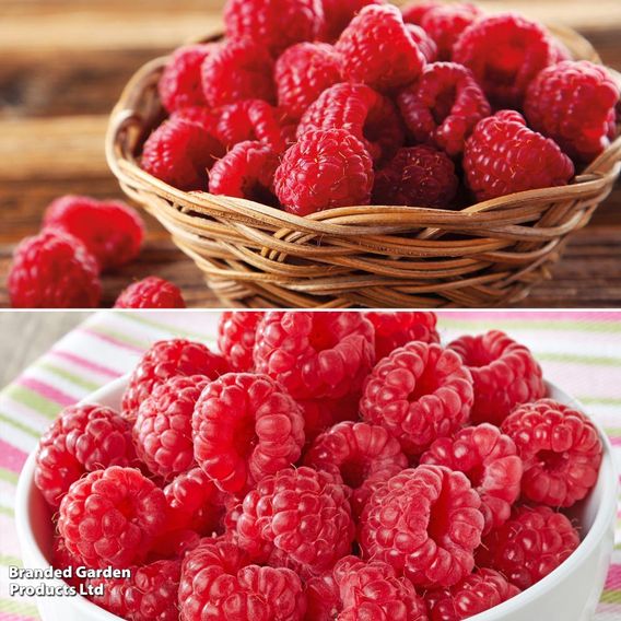 Raspberry Two Season Duo