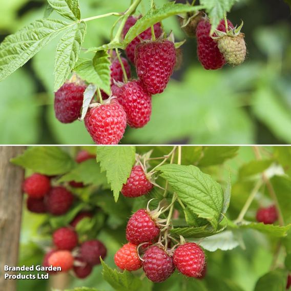Raspberry Two Season Duo