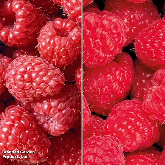 Raspberry Two Season Duo