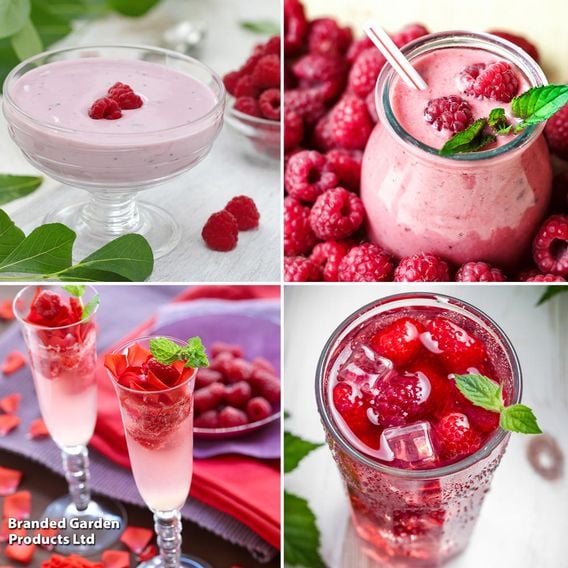 Raspberry Growers Choice