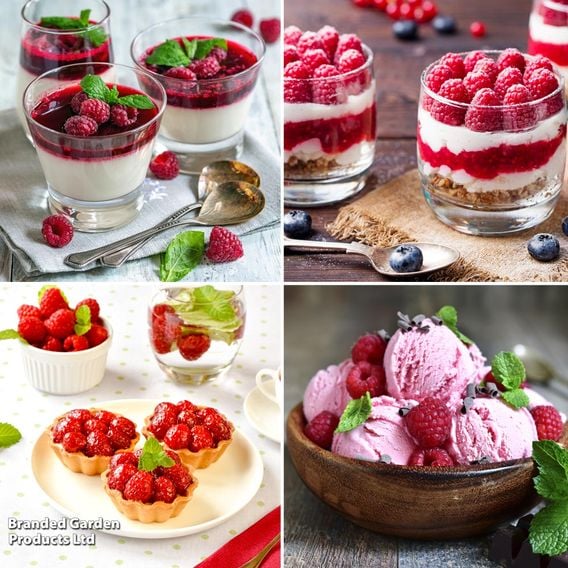 Raspberry Growers Choice