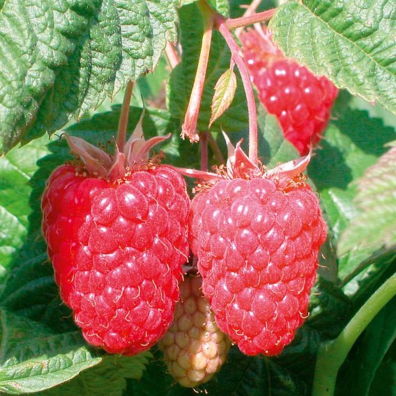 Raspberry 'Cascade Delight' (Summer fruiting)