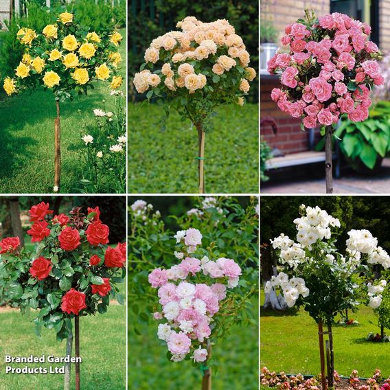 Nurseryman's Choice Rose Standard