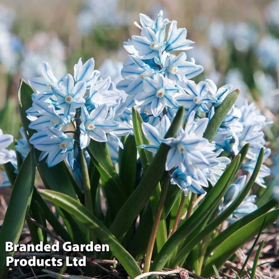 Russian Snowdrop