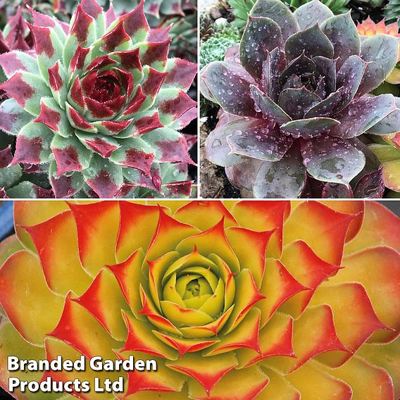 Sempervivum 'Chick Charms Trio'