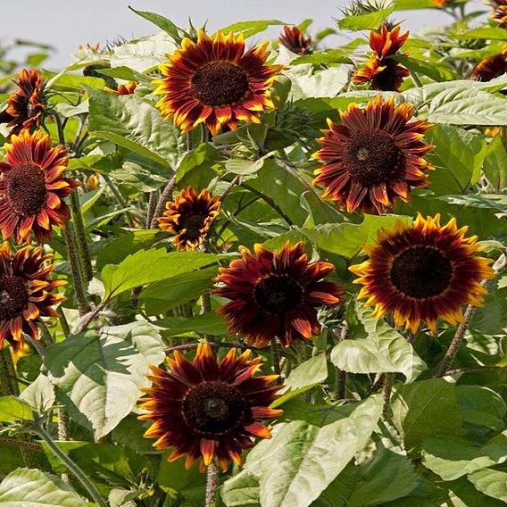 Sunflower 'Shock-o-lat' F1 - Seeds