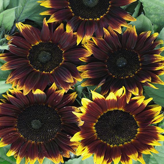 Sunflower 'Shock-o-lat' F1 - Seeds