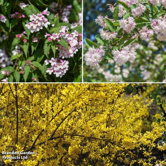 Spring Flowering Shrub Trio
