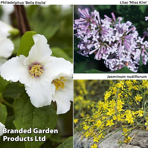 Hardy Shrub Trio