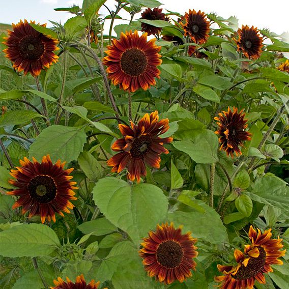 Sunflower 'Shock-o-lat' F1 - Seeds