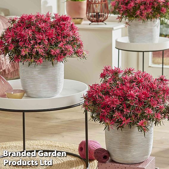 Azalea 'Starstyle Pink'
