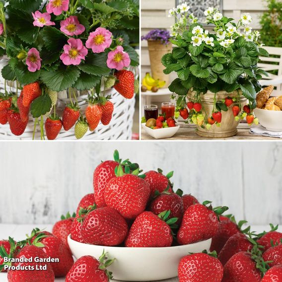 Strawberry 'Sweet Collection'