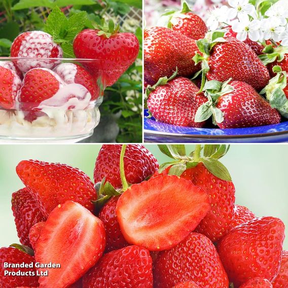 Strawberry All Season Trio