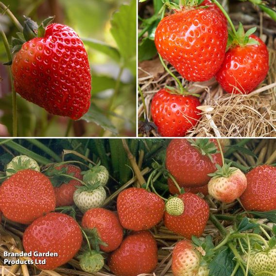Strawberry All Season Trio