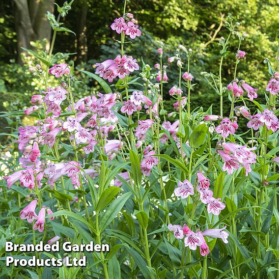 Penstemon Ice Cream Collection