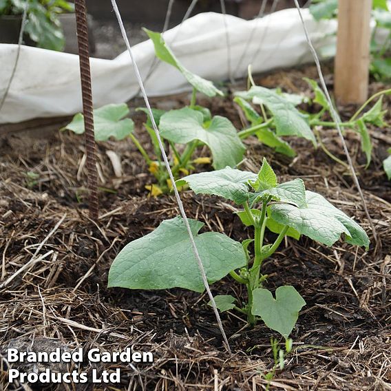 Strulch Mineralised Straw Garden Mulch