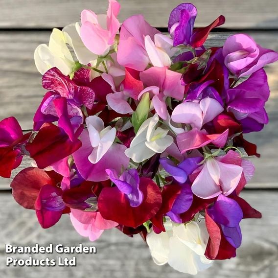 Sweet Pea 'Capricorn' - Seeds