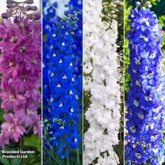 Delphinium Pacific Giants Legend Collection