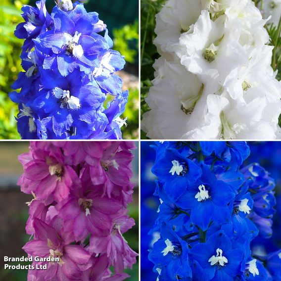Delphinium Pacific Giants Legend Collection