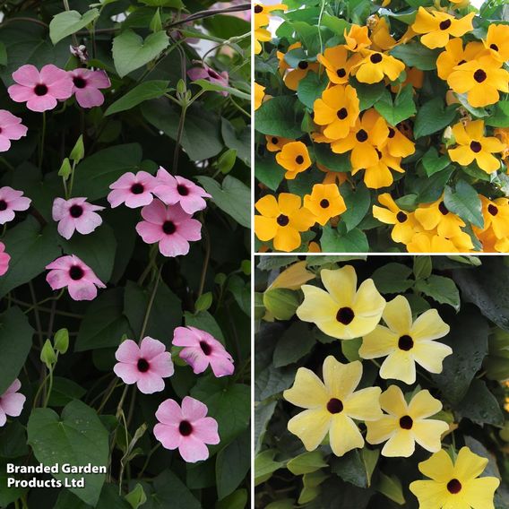 Thunbergia Trio