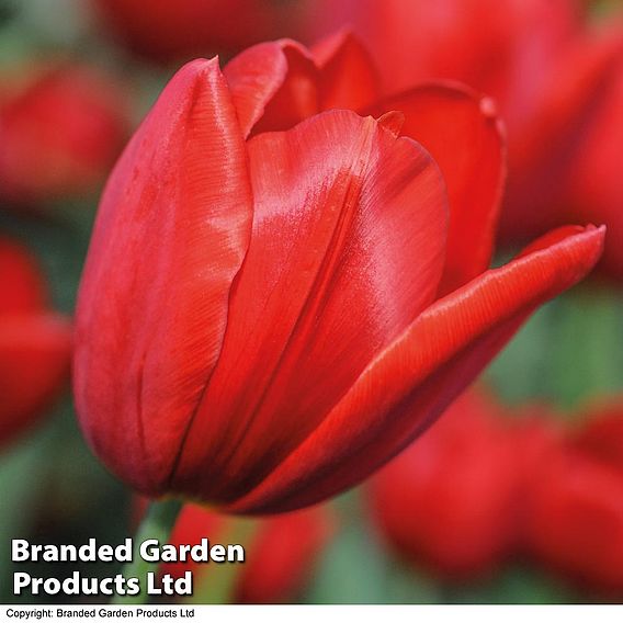 Tulip 'Red Impression'