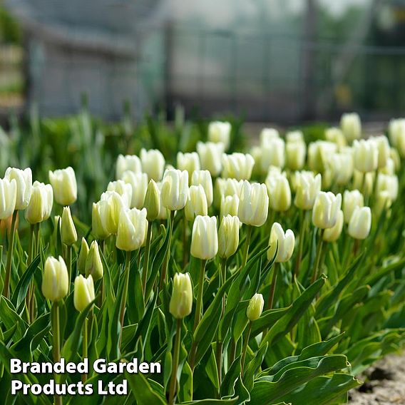 Tulip 'White Dream'