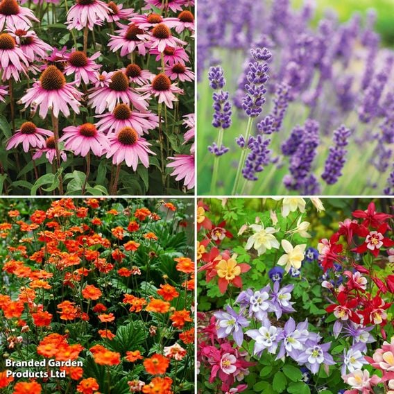 Value Perennial Collection