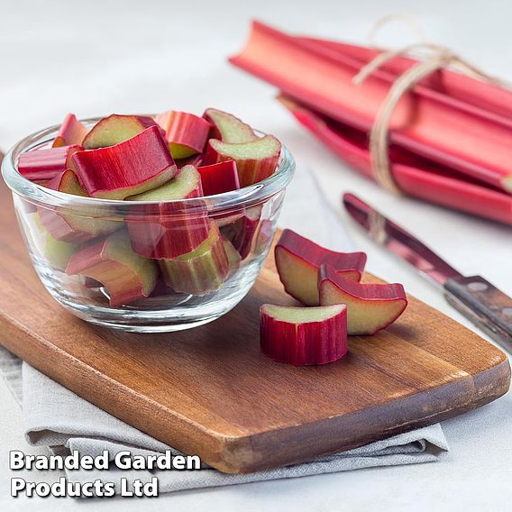 Rhubarb 'Victoria' (Spring/Autumn Planting)