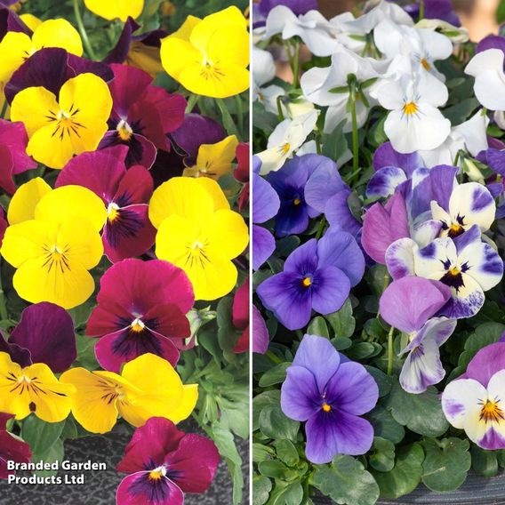 Viola 'Giant Flowered Trailing Duo'
