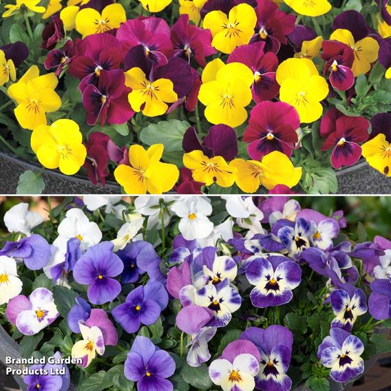 Viola 'Giant Flowered Trailing Duo'