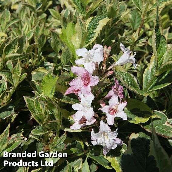 Weigela 'Nana Variegata'