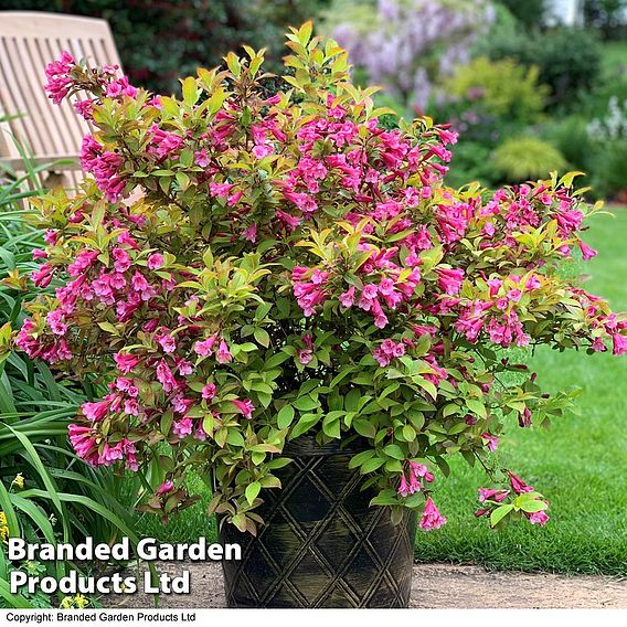 Weigela 'Magic Carpet'