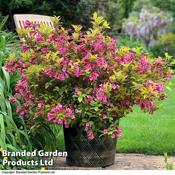 Weigela 'Magic Carpet'