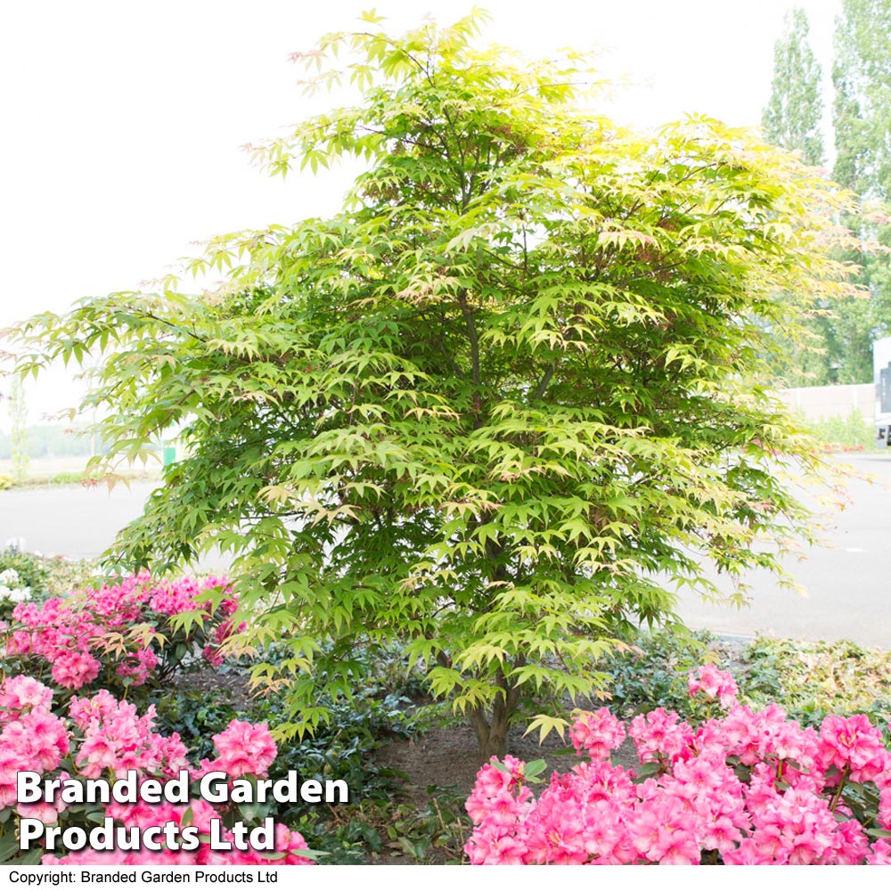 Acer palmatum 'Osakazuki' image