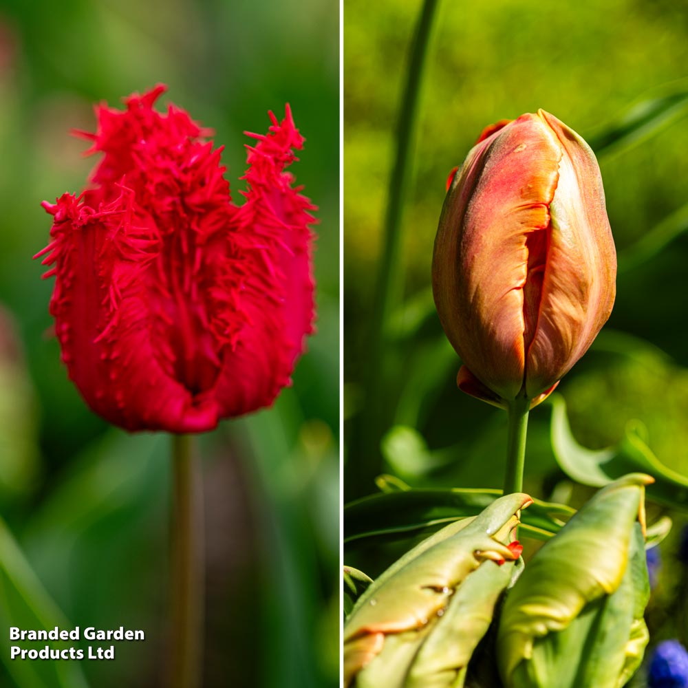 Tulip 'Parrots of the Caribbean' image