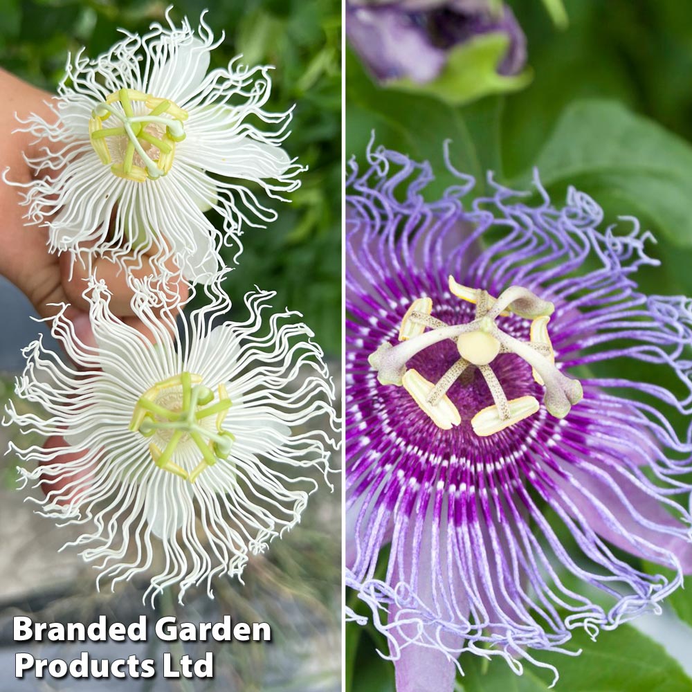 Passiflora Cooltropics Duo' image