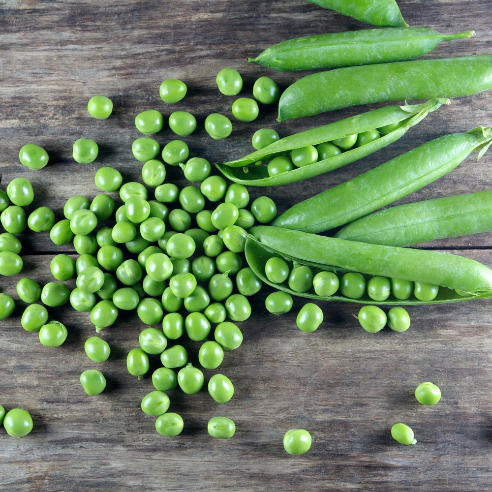 Pea 'Kelvedon Wonder' - Organic Seeds image