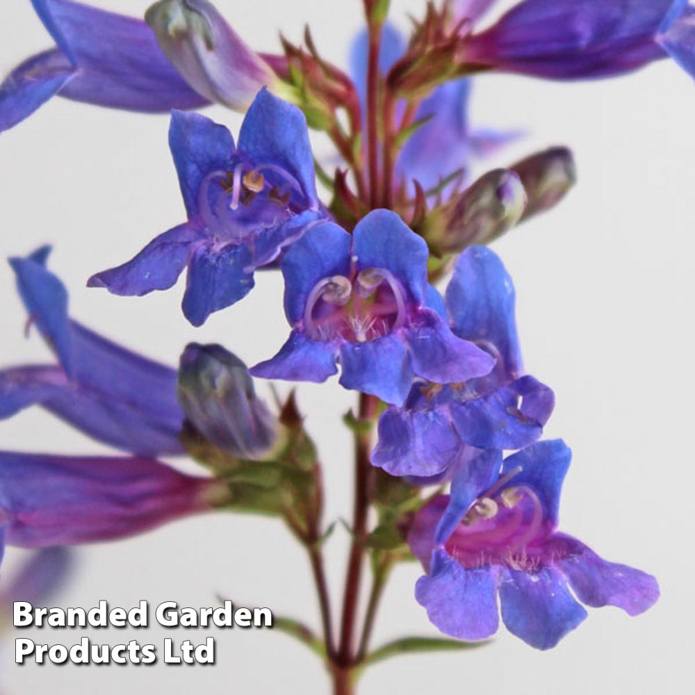 Penstemon heterophyllus 'Heavenly Blue' image