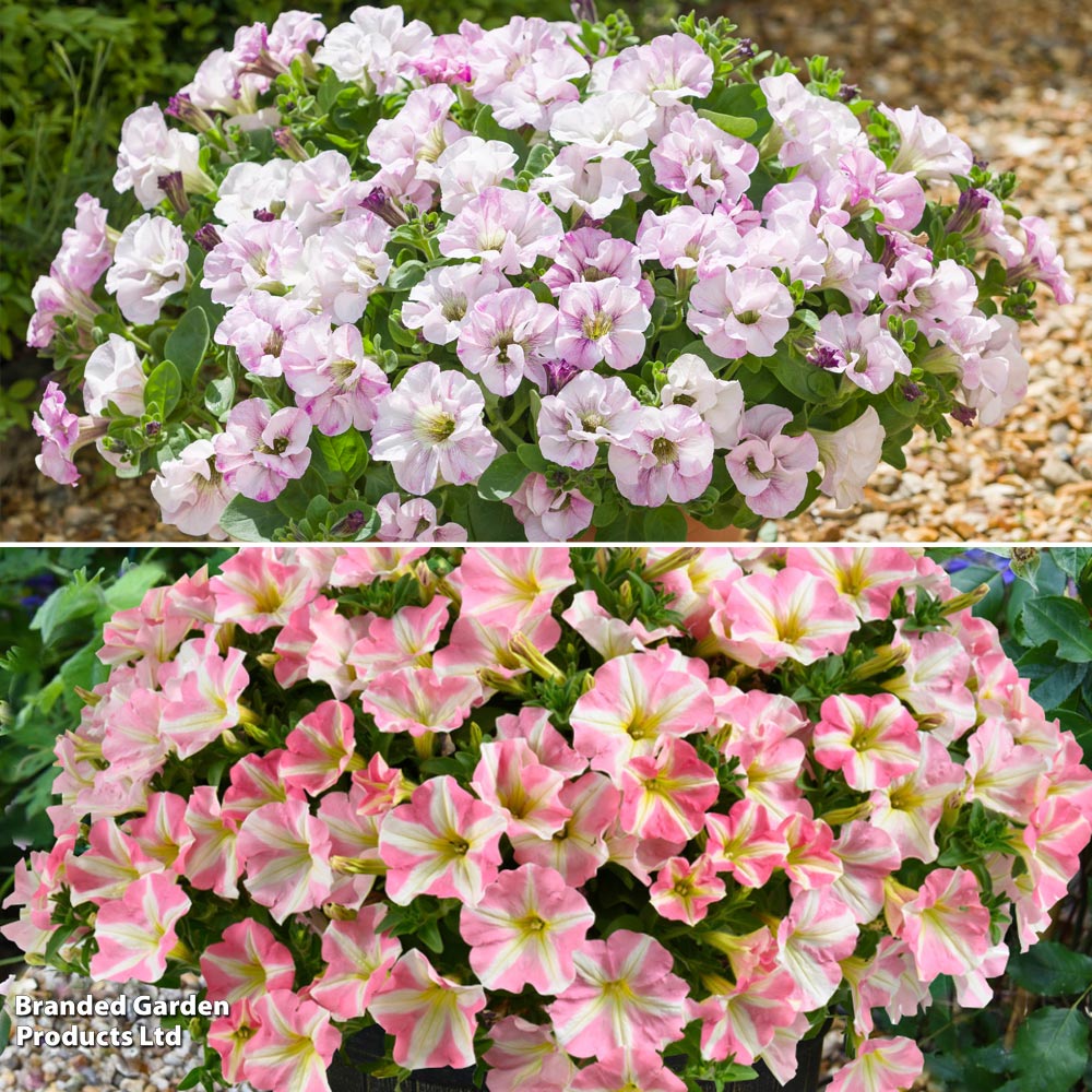 Petunia Princess Bride Duo image