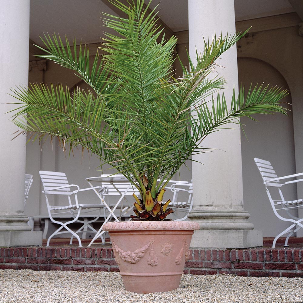 Phoenix Palm image