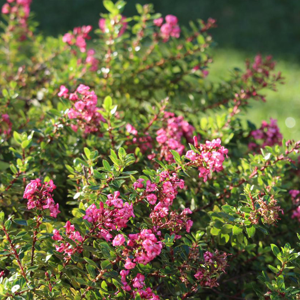 Escallonia 'Red Dream' image