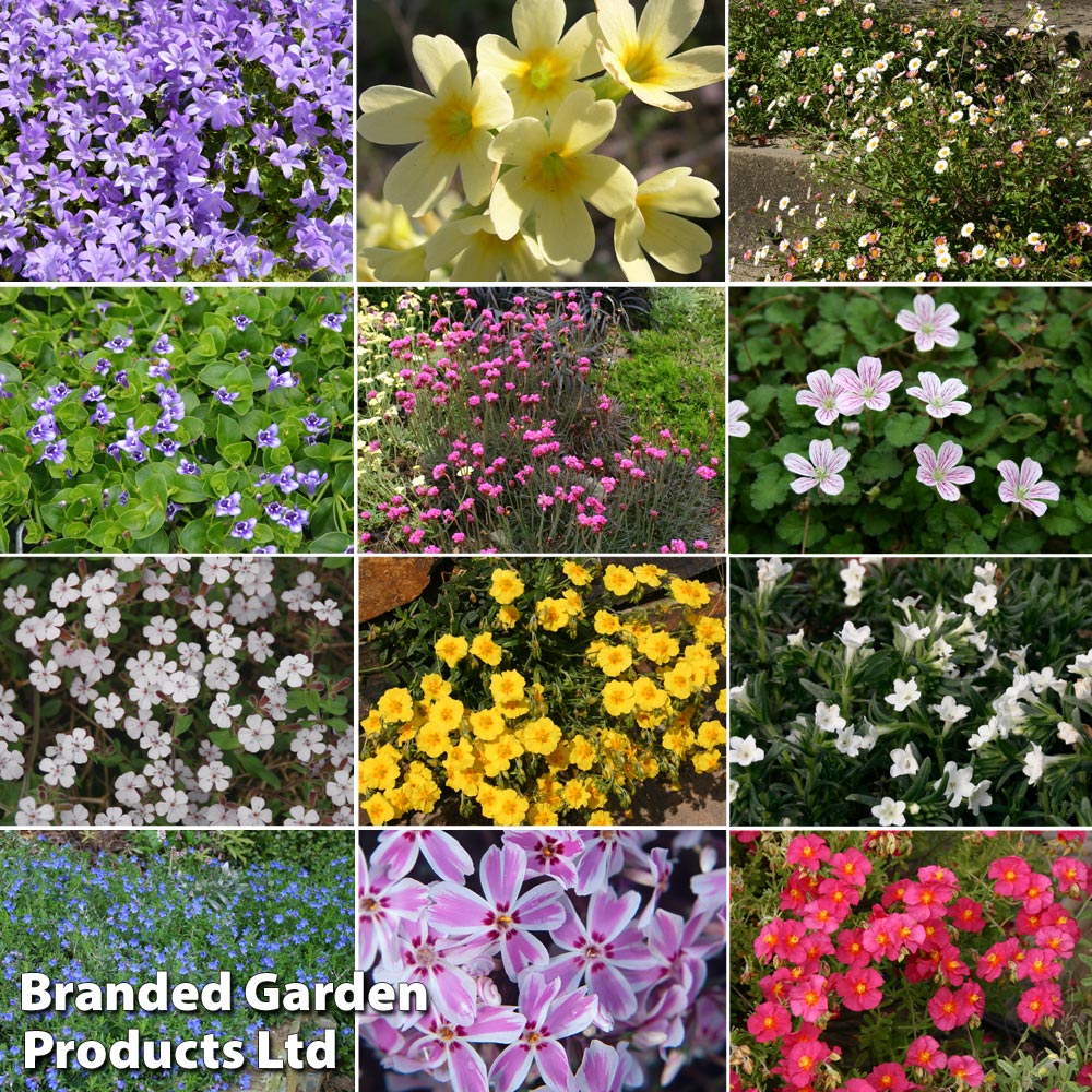 Nurserymans Choice Alpine Mix image