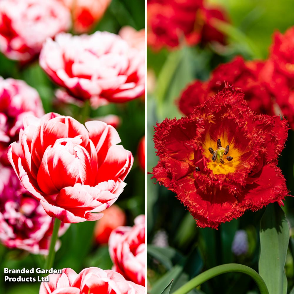 Tulip Romance Collection image